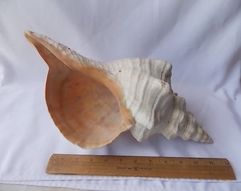 Huge Vintage Horse Conch Shell 16"