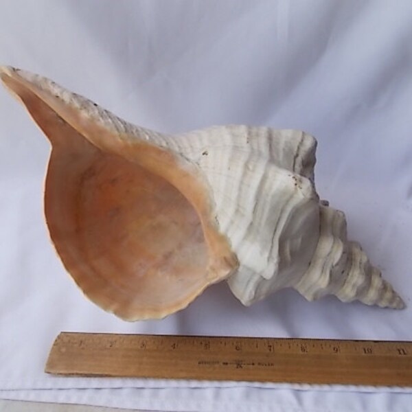 Huge Vintage Horse Conch Shell 16"