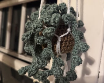 Hanging Potted Pearl Plant