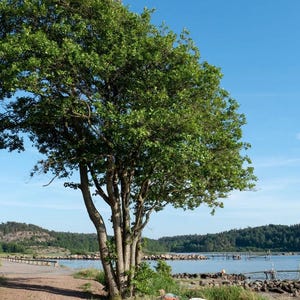 200+ Black Alder ( Alnus glutinosa )European Alder, Alnus rotundifolia Tree Seeds