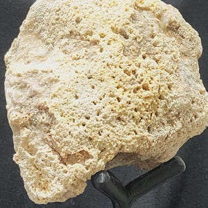 Agatized Fossilized Coral
