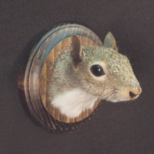 SQUIRREL TROPHY HEAD real rogue taxidermy novelty mount