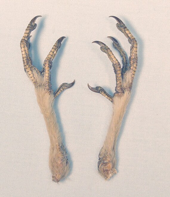 Items similar to GROUSE LEGS (juv. sharpie) real bird feet/talons for