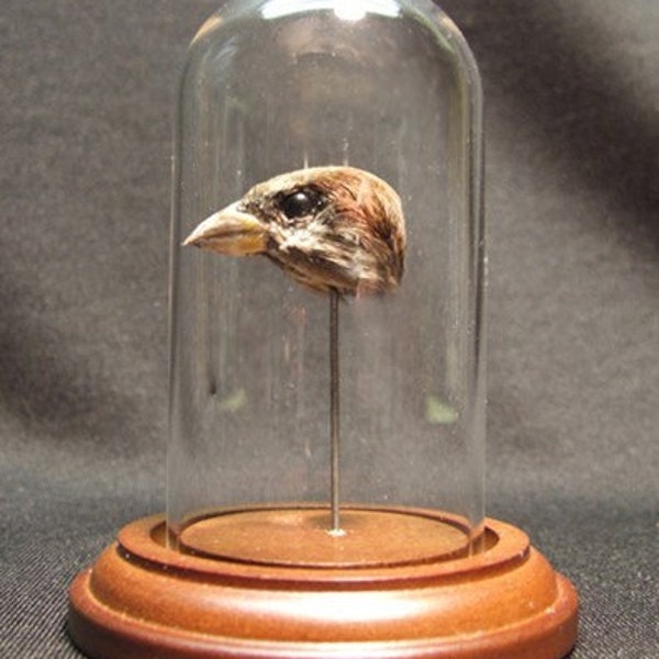 SONGBIRD DOME real taxidermy sparrow homage for victorian cabinet of curiosities or natural history display
