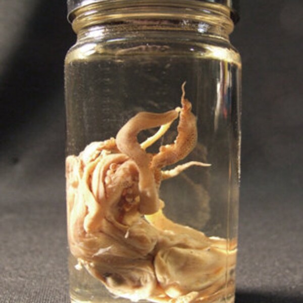 SQUID SPECIMEN real preserved sea animal in jar for cabinet of curiosities or natural history biology display