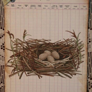 Vintage Yearly Egg Account Ledger Bird Nest Tags image 3