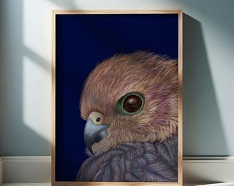 Merlin Falcon Portrait, Detailed Raptor Wildlife Art Print, Birdwatcher Gift