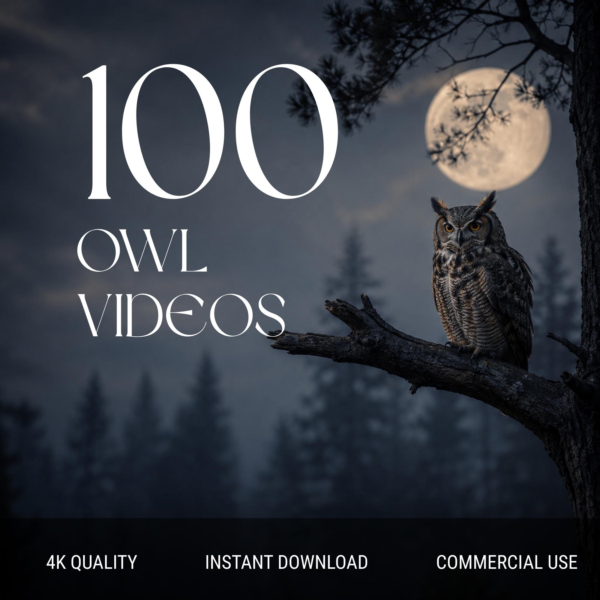100 Owl Videos Pack | Wildlife Night Nature Footage for Reels TikTok Shorts | Aesthetic Animal Conte