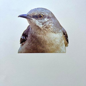 Northern mockingbird Letterpress print