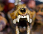 Oh my what teeth you have 6x9 photograph
