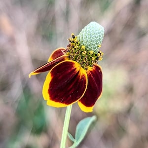 Mexican Hat Seeds