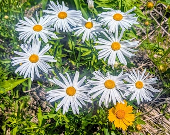 Sementes de margarida Shasta