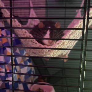 May include: A black and white rat resting in a white crocheted hammock inside a black wire cage. The rat is looking directly at the camera.