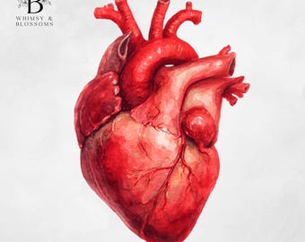 Anatomical Heart Clipart Png - Anatomy Image - Digital Downloads - Commercial Use Clipart