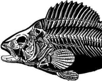 Digital Download Vintage Fish Skeleton bones Jpeg Clip Art Mixed Media Art