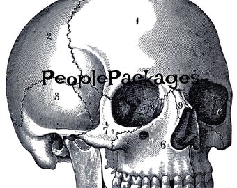 Digital Download Vintage Skull Head Steampunk Goth JPEG Clip Art Mixed Media Art