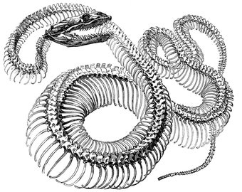 Digital Download Vintage Snake Skeleton bones Jpeg Clip Art Mixed Media Art