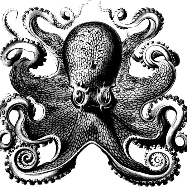 Digital Download Octopus with Tentacles JPEG PNG Clip Art Mixed Media Art Black and White