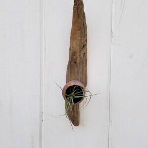 ceramic pod and driftwood air plant holder / wall planter