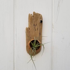 ceramic pod and driftwood air plant holder / wall planter