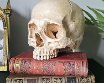 Decorative Skull | Anatomica Skull – Human Skull, (17 colors available) and 3 sizes.