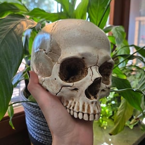 Decoratieve schedel | Anatomische schedel – Menselijke schedel (verkrijgbaar in 17 kleuren en 3 maten).