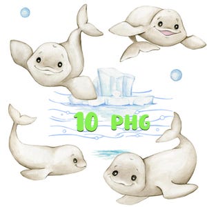 Aquarell Beluga Wale Clipart, PNG digitale Dateien auf transparentem Hintergrund, Sublimation, für Projekte zum Thema Ozean