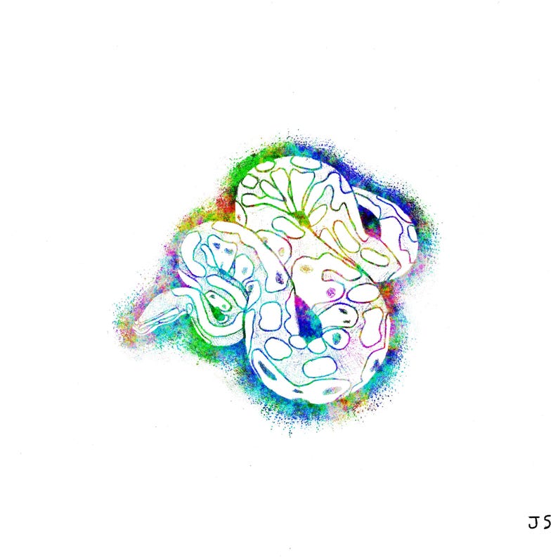 Puede incluir: Una ilustraci&oacute;n abstracta colorida de una serpiente con un contorno blanco. La serpiente est&aacute; enroscada en una espiral y el fondo es una salpicadura de colores arco&iacute;ris.