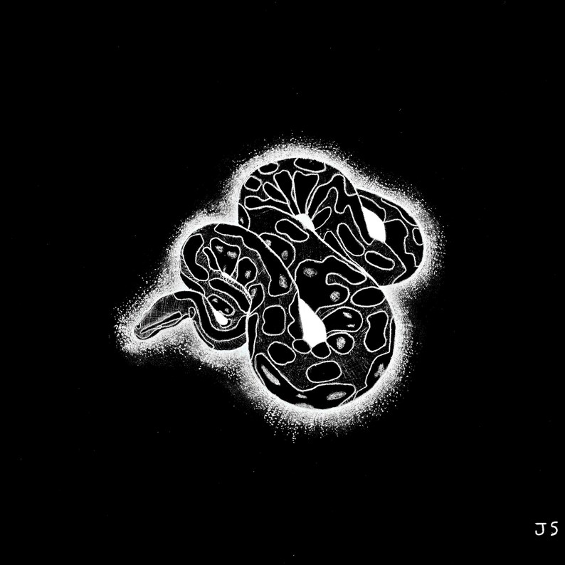 Puede incluir: Una ilustraci&oacute;n en blanco y negro de una serpiente enroscada sobre un fondo negro. La serpiente est&aacute; dibujada con un estilo detallado, con sus escamas y patrones claramente visibles. La imagen est&aacute; rodeada por un halo blanco.