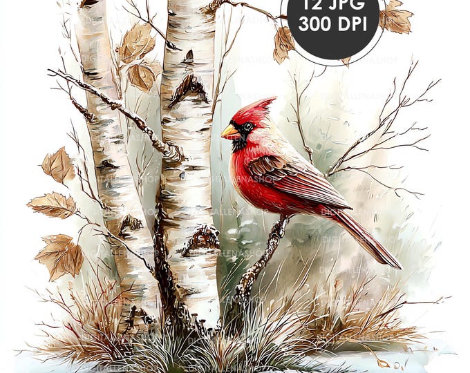 Birch Trees With Cardinal Clip Art Bundle 10 High Res Watercolor Jpgs ...
