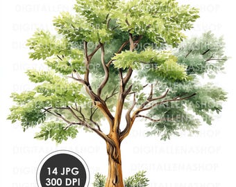 Clipart de acuarela de fresno: Ilustraciones botánicas (Descarga digital)