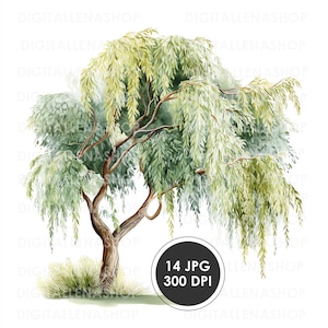 Peut inclure: Illustration à l'aquarelle d'un saule pleureur avec des feuilles vertes en cascade et un tronc brun. L'image comprend un petit morceau d'herbe à la base et un graphique circulaire avec le texte "14 JPG 300 DPI".