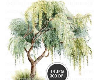 Weeping Willow Watercolor Clipart: Botanical Tree Illustrations (Digital Download)