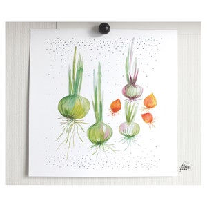 Affiche murale illustrée oignon aquarelle, Décoration légume potager pour la cuisine image 6