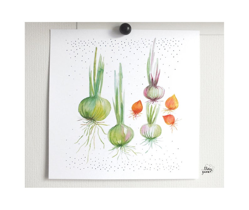 Affiche murale illustrée oignon aquarelle, Décoration légume potager pour la cuisine image 6
