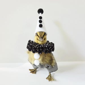 May include: A small yellow duckling figurine wearing a white cone-shaped hat with black pom-poms, a black and white polka-dot ruffled collar, two white pom-poms on its chest, and black and white polka-dot pants with gold-colored webbed feet.