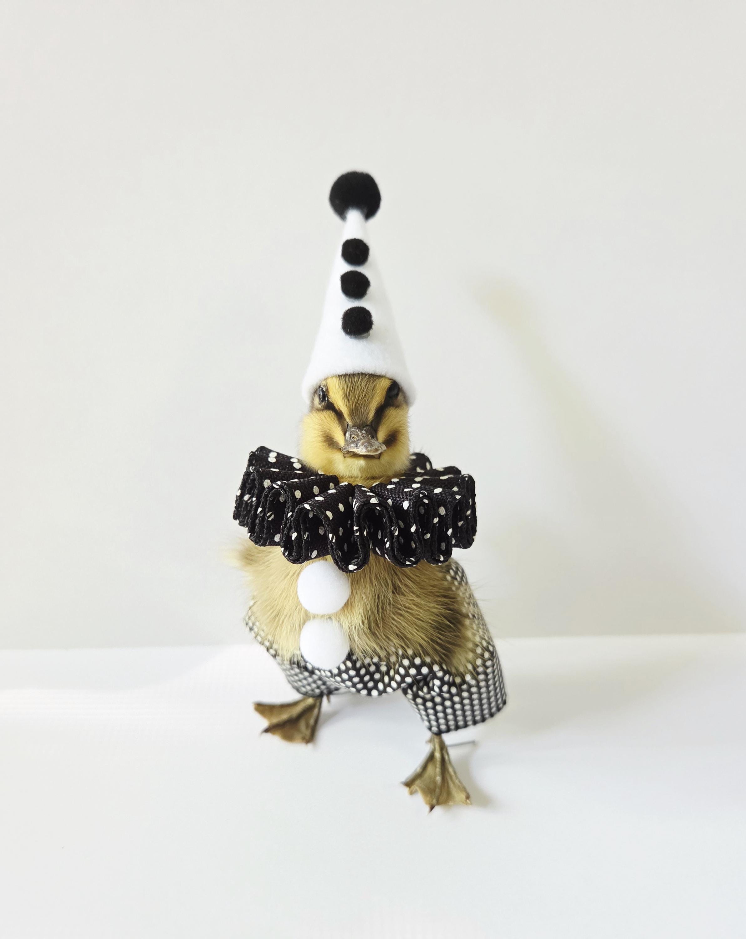Vintage Anthropomorphic Bird - Etsy