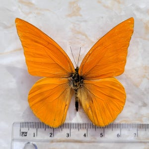 Unprepared Appias nero zarinda M A1 A1- in bag | orange Pieridae for self-preparation for your own DIY artwork | collector&#39;s item