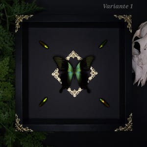 Papilio peranthus butterfly | Chrysochroa fulminans green jewel beetle | golden ornaments | Gothic decoration | mural | entomology