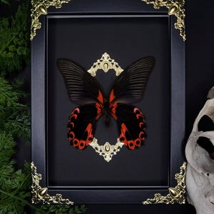 real Papilio rumanzovia in 3D picture frame | Insect showcase with black and red butterfly | Butterfly decoration | Entomology