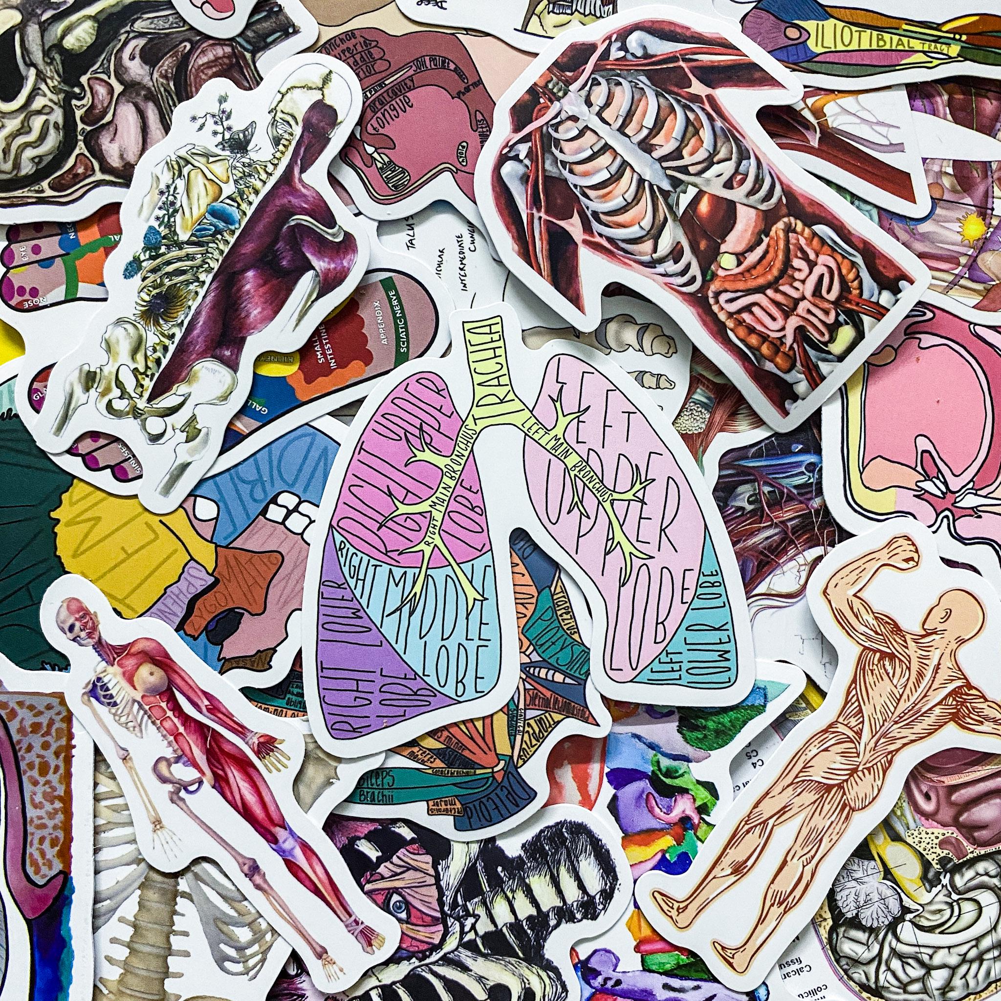 50 Random Human Body Stickers, Anatomical Stickers, Skeleton and Muscle ...