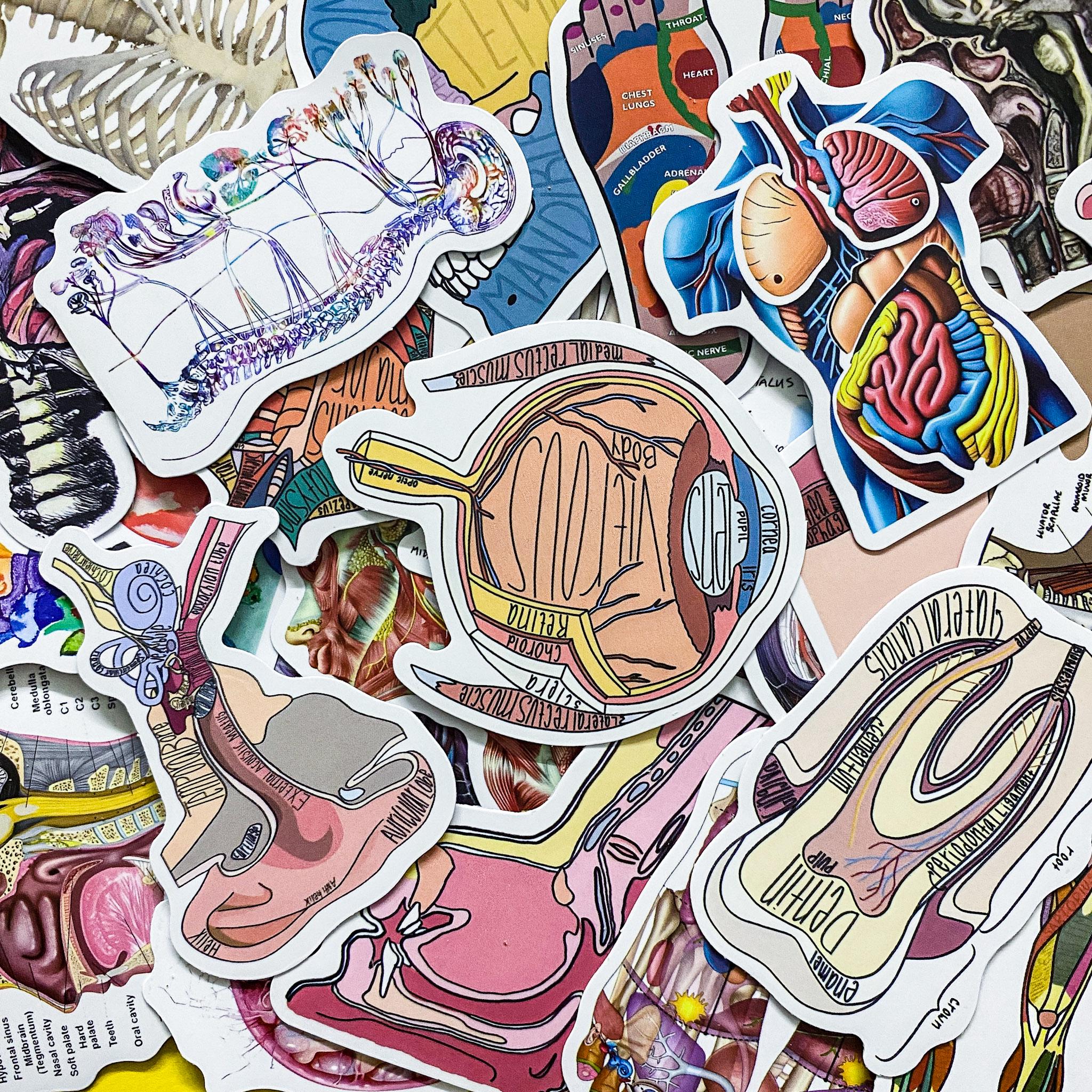 Humasn Sticker 50 Random Human Body Stickers, Anatomical Stickers, Skeleton and Muscle ...