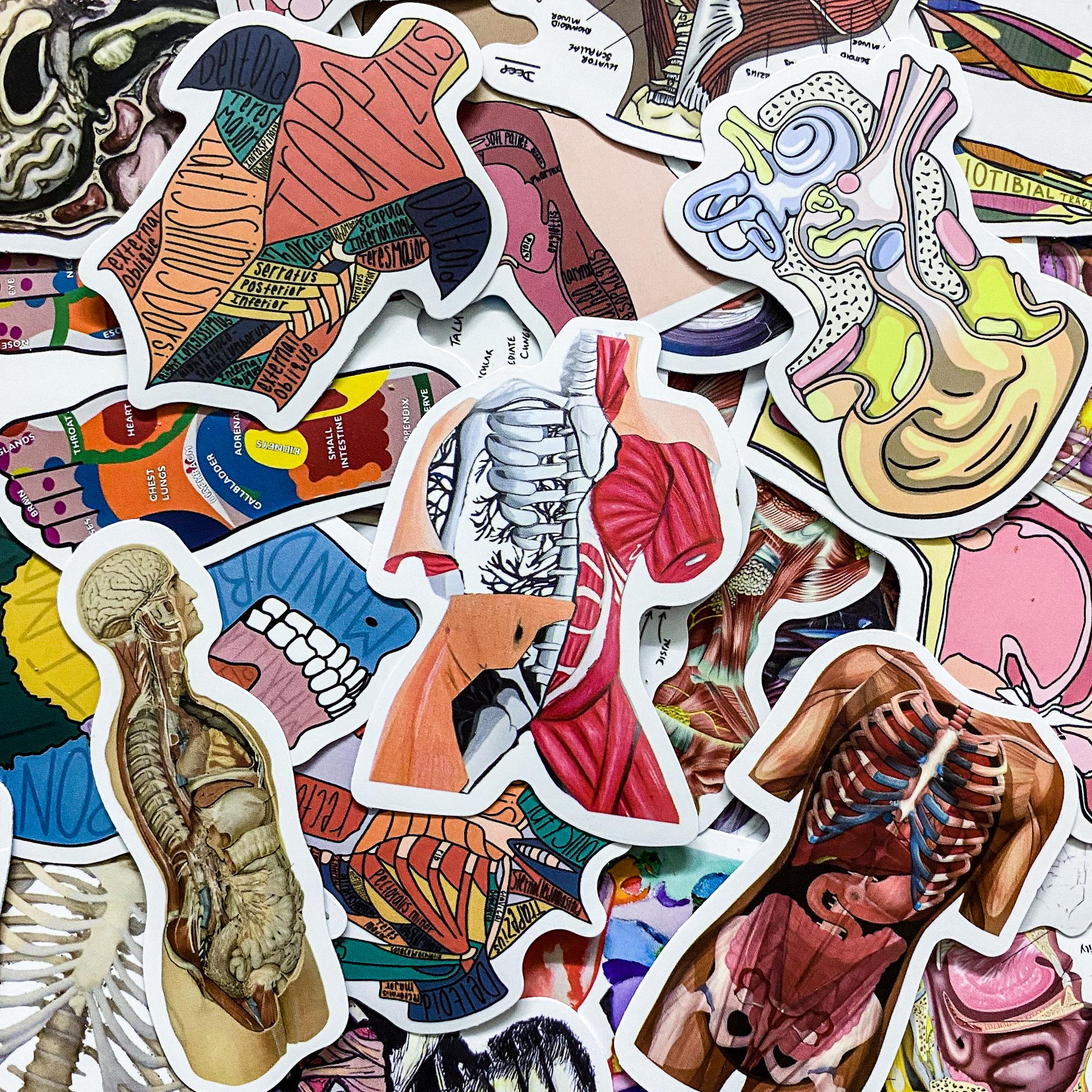 50 Random Human Body Stickers, Anatomical Stickers, Skeleton and Muscle ...