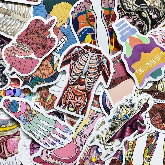 50 Random Human Body Stickers, Anatomical Stickers, Skeleton and Muscle Stickers, Medical Education Stickers, Stickers for Learning Anatomy