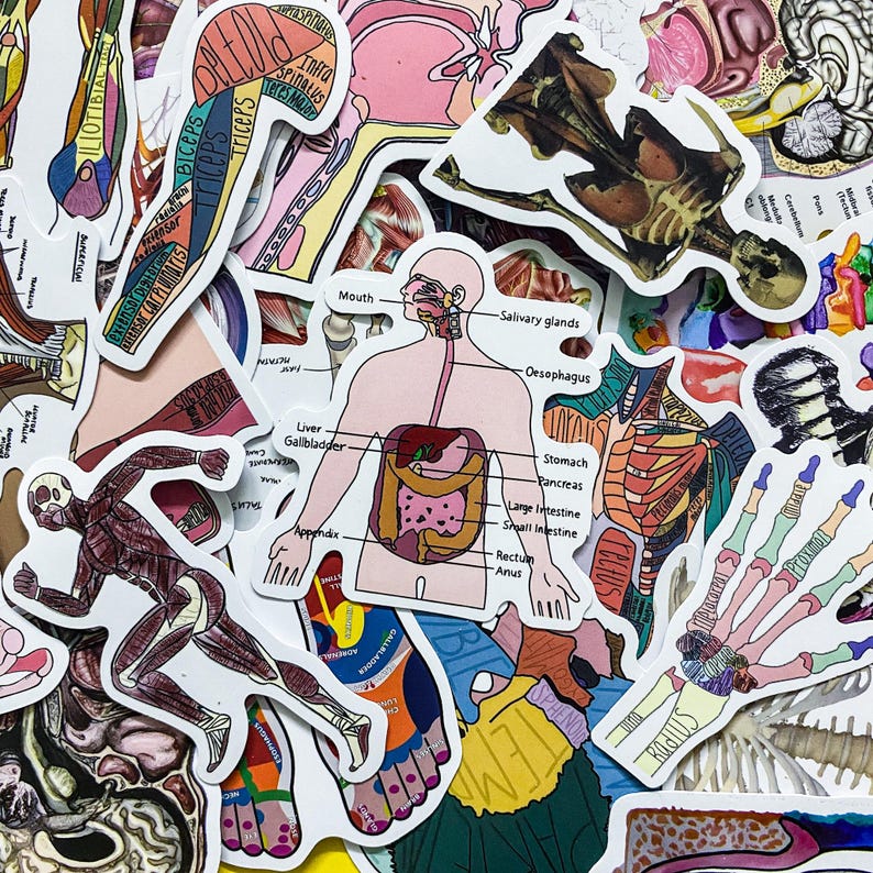 Humasn Sticker 50 Random Human Body Stickers, Anatomical Stickers, Skeleton and Muscle ...