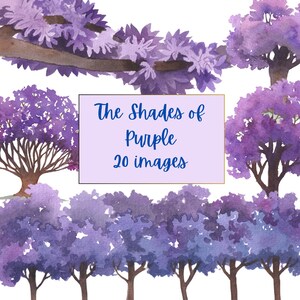 20 Clipart d'arbres aquarelle, PNG sous licence illimitée, peint à la main des arbres violets PNG, Clipart arbres à feuilles persistantes, idées de PNG lavande arbres