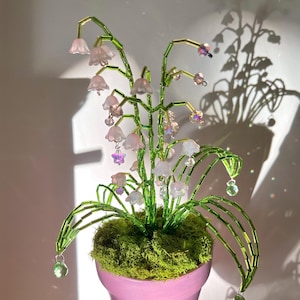 Rosa Maiglöckchen, Perlenpflanze, dekorative Pflanze, Perlenblume, für immer Pflanzen