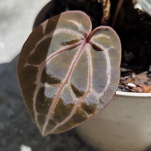 May include: Close-up of a houseplant with a heart-shaped leaf. The leaf is a deep green with lighter green veins and a reddish-purple underside. The plant is in a small white pot.