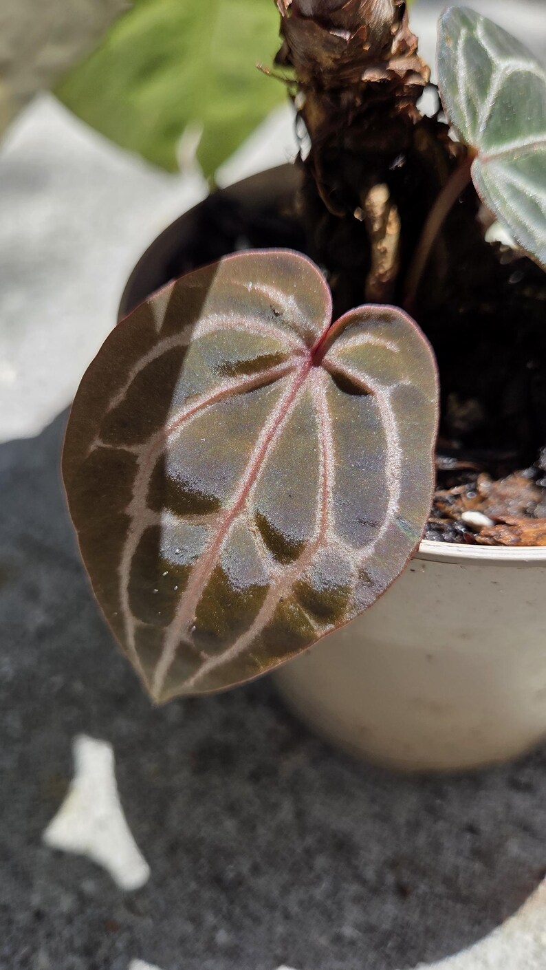 May include: Close-up of a houseplant with a heart-shaped leaf. The leaf is a deep green with lighter green veins and a reddish-purple underside. The plant is in a small white pot.