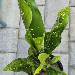 birkin philodendron scientific name Philodendron Birkin  Costa Farms